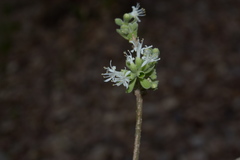 Symphorema polyandrum